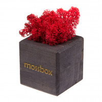Интерьерный мох MossBox black red cube