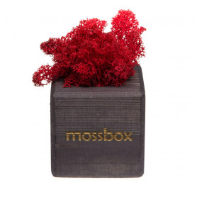 Интерьерный мох MossBox black red cube-2