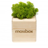 Интерьерный мох MossBox wooden green cube