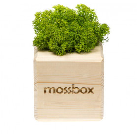 Интерьерный мох MossBox wooden green cube-2