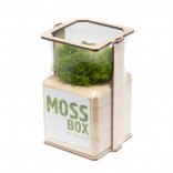 Интерьерный мох MossBox wooden green cube