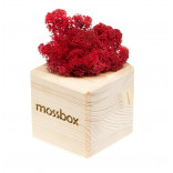 Интерьерный мох MossBox wooden red cube