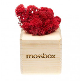 Интерьерный мох MossBox wooden red cube-2