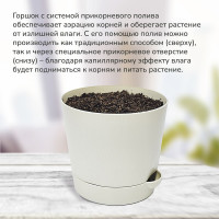 Набор для выращивания растений Премиум Огненное дерево-2