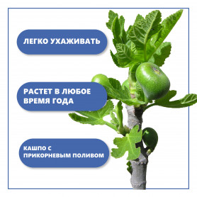 Набор для выращивания растений Инжир-2