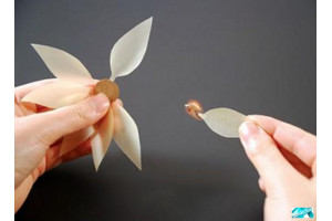 Гадальный цветок.