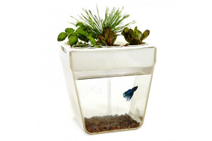 Аква-ферма: хобби для вас и ваших детей