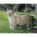 Картина по номерам Кошка на прогулке