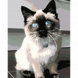 Картина по номерам Котик с голубыми глазами