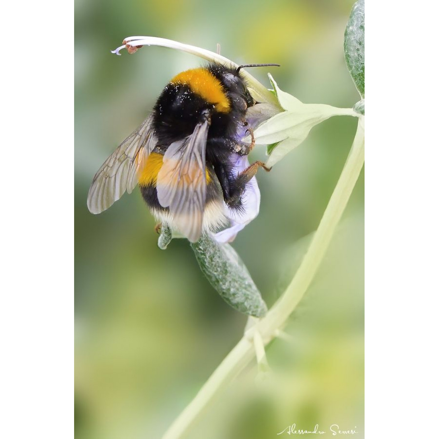 Объектив для телефона Macro+Wide