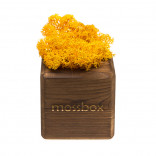 Интерьерный мох MossBox Fire yellow cube