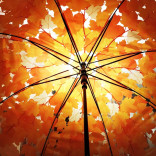 Прозрачный Зонт Листья (разные цвета)