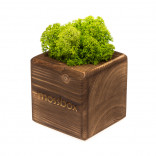 Интерьерный мох MossBox Fire green cube