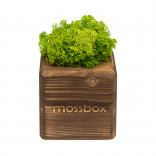 Интерьерный мох MossBox Fire green cube