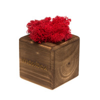 Интерьерный мох MossBox Fire red cube