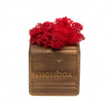 Интерьерный мох MossBox Fire red cube