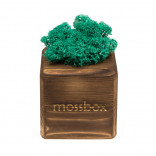 Интерьерный мох MossBox Fire moray