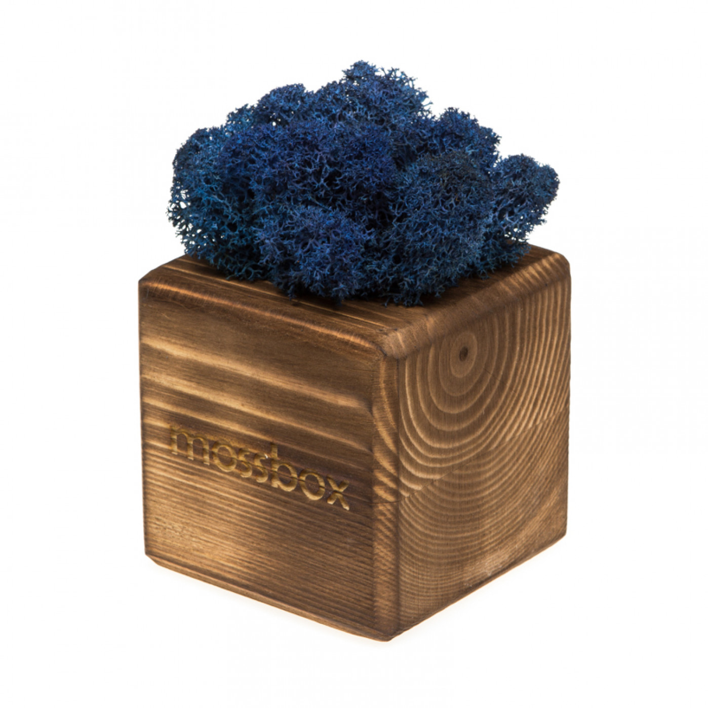 Интерьерный мох MossBox Fire Blue cube