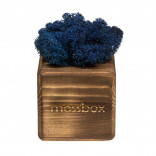 Интерьерный мох MossBox Fire Blue cube