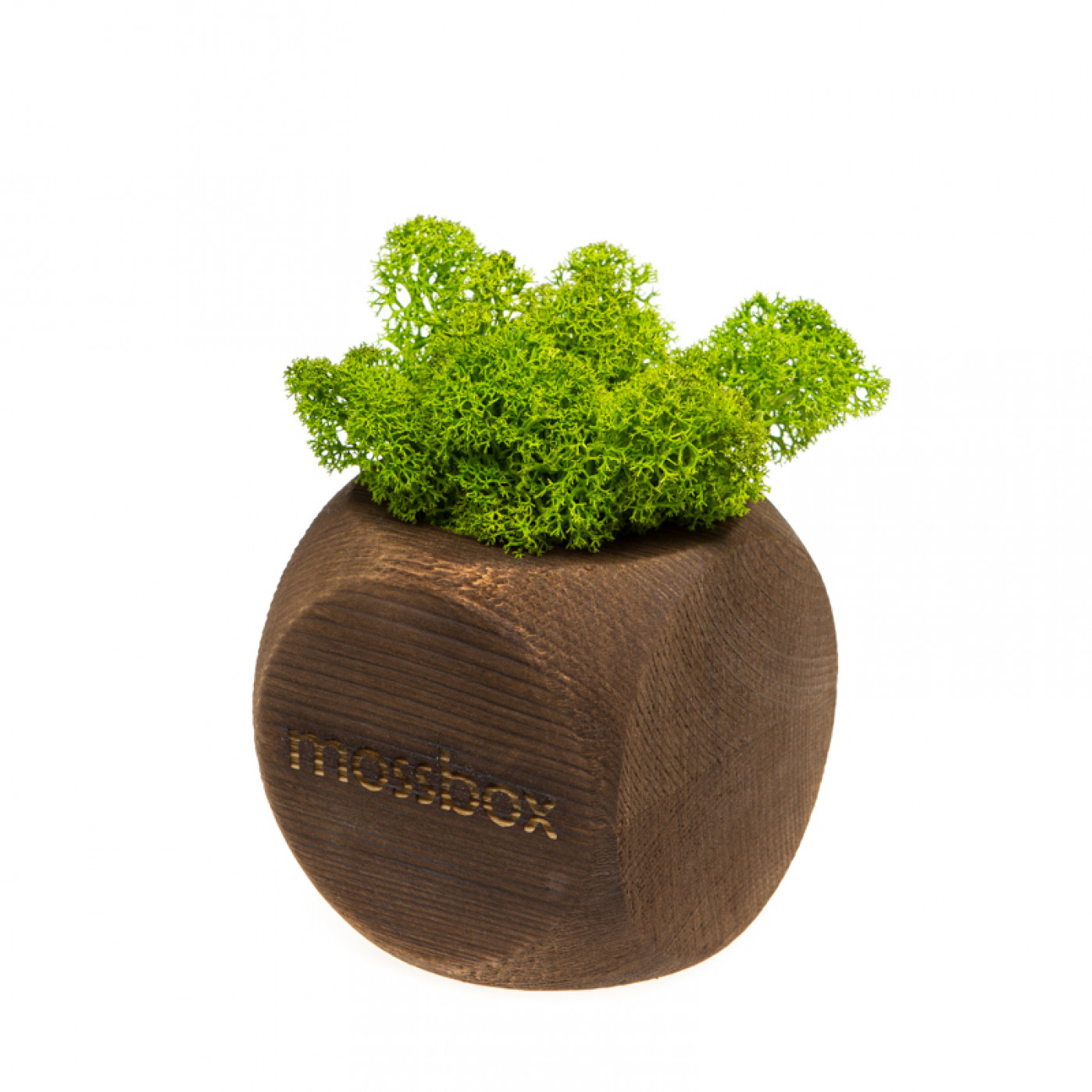 Интерьерный мох MossBox Fire green dice