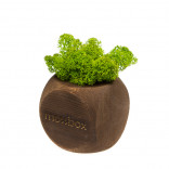 Интерьерный мох MossBox Fire green dice