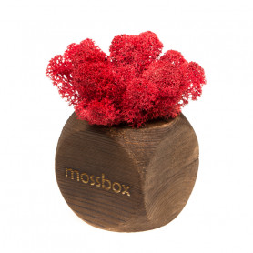 Интерьерный мох MossBox Fire red dice