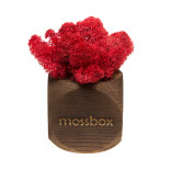 Интерьерный мох MossBox Fire red dice