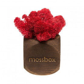 Интерьерный мох MossBox Fire red dice-2