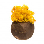 Интерьерный мох MossBox Fire yellow dice
