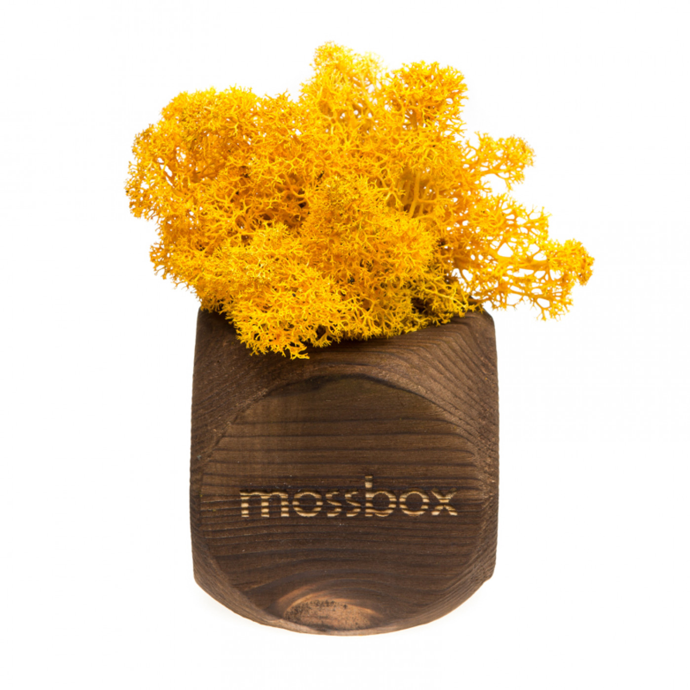 Интерьерный мох MossBox Fire yellow dice