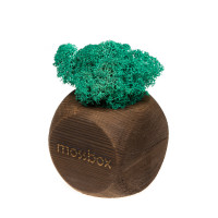 Интерьерный мох MossBox Fire moray dice