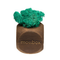 Интерьерный мох MossBox Fire moray dice-2