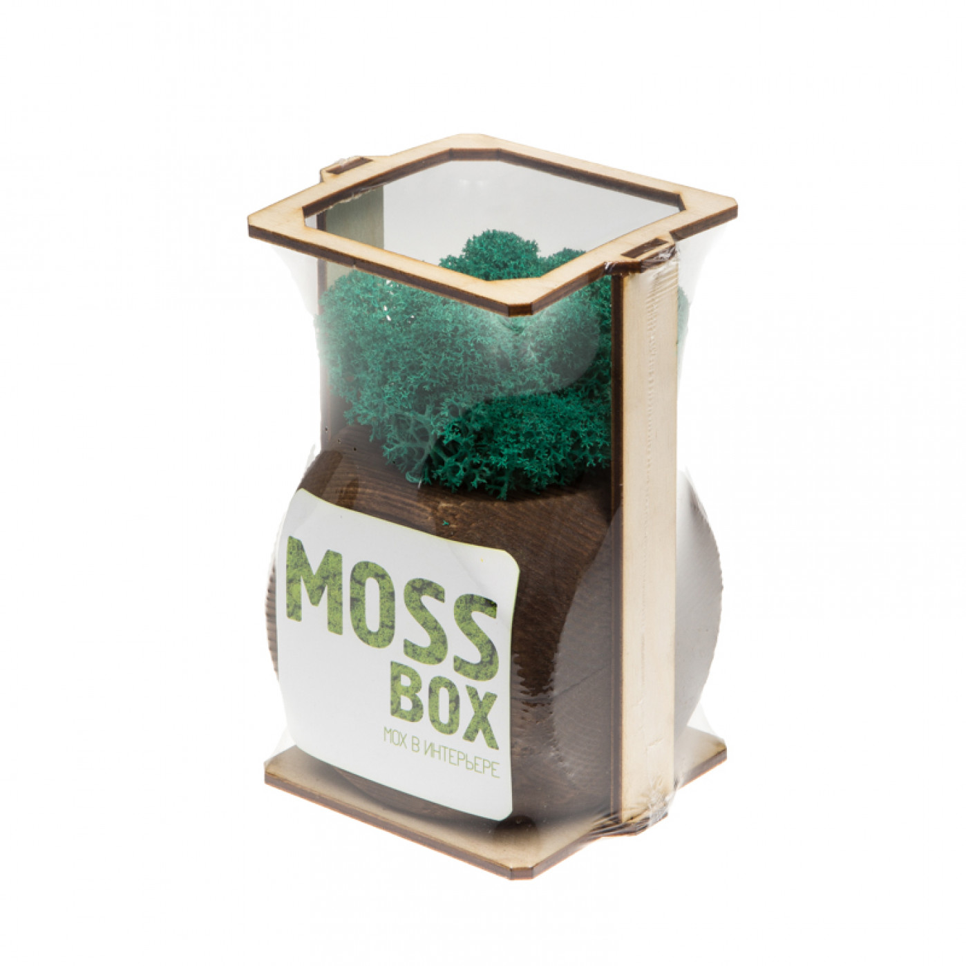 Интерьерный мох MossBox Fire moray dice Интерьерный мох MossBox Fire moray dice