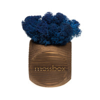 Интерьерный мох MossBox Fire blue dice-2