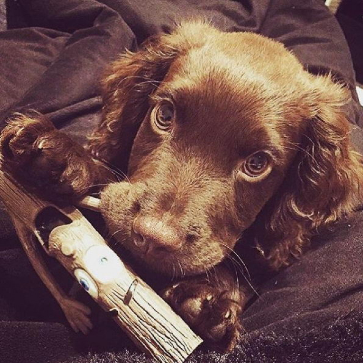 Игрушка для собак апортировочная Woody