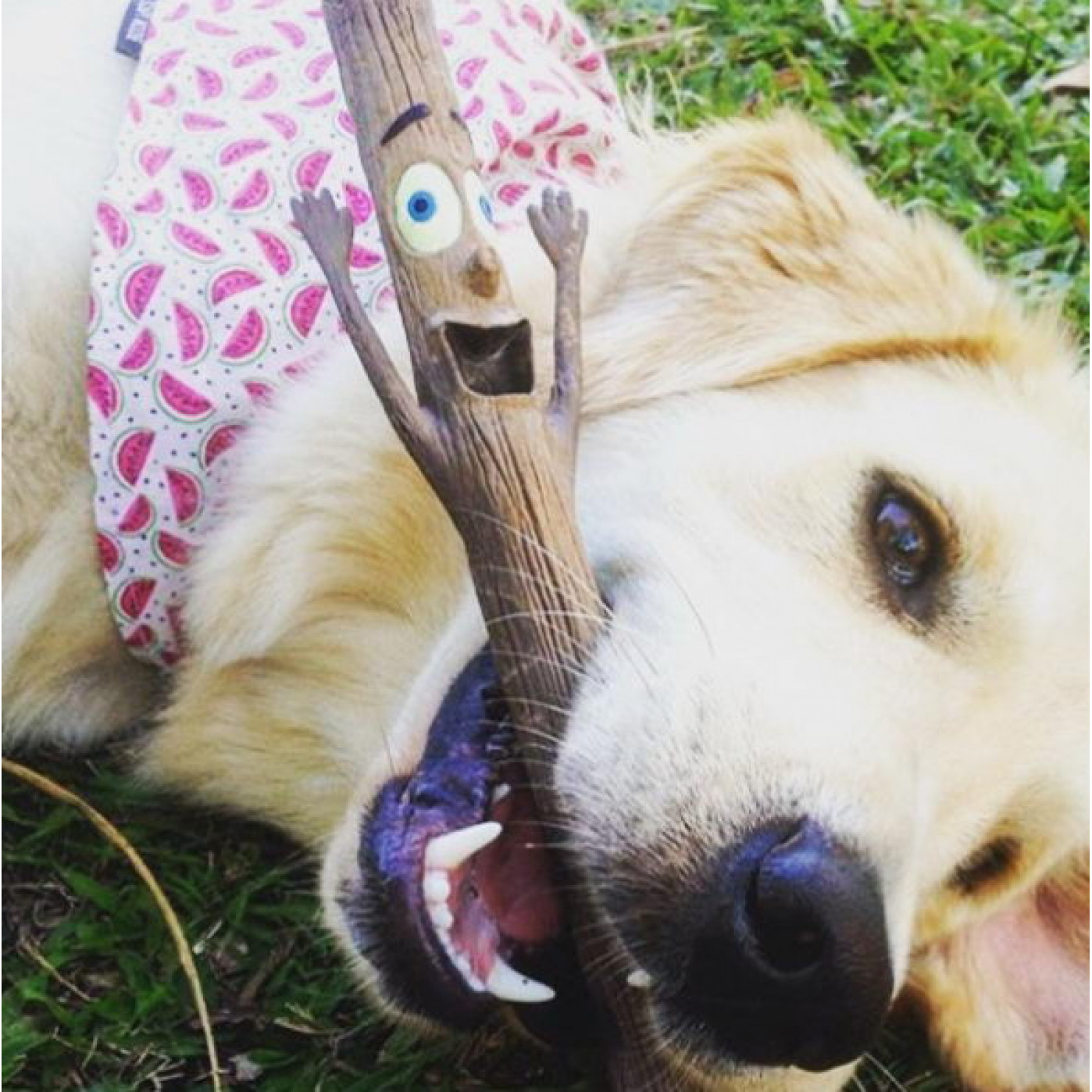 Игрушка для собак апортировочная Woody