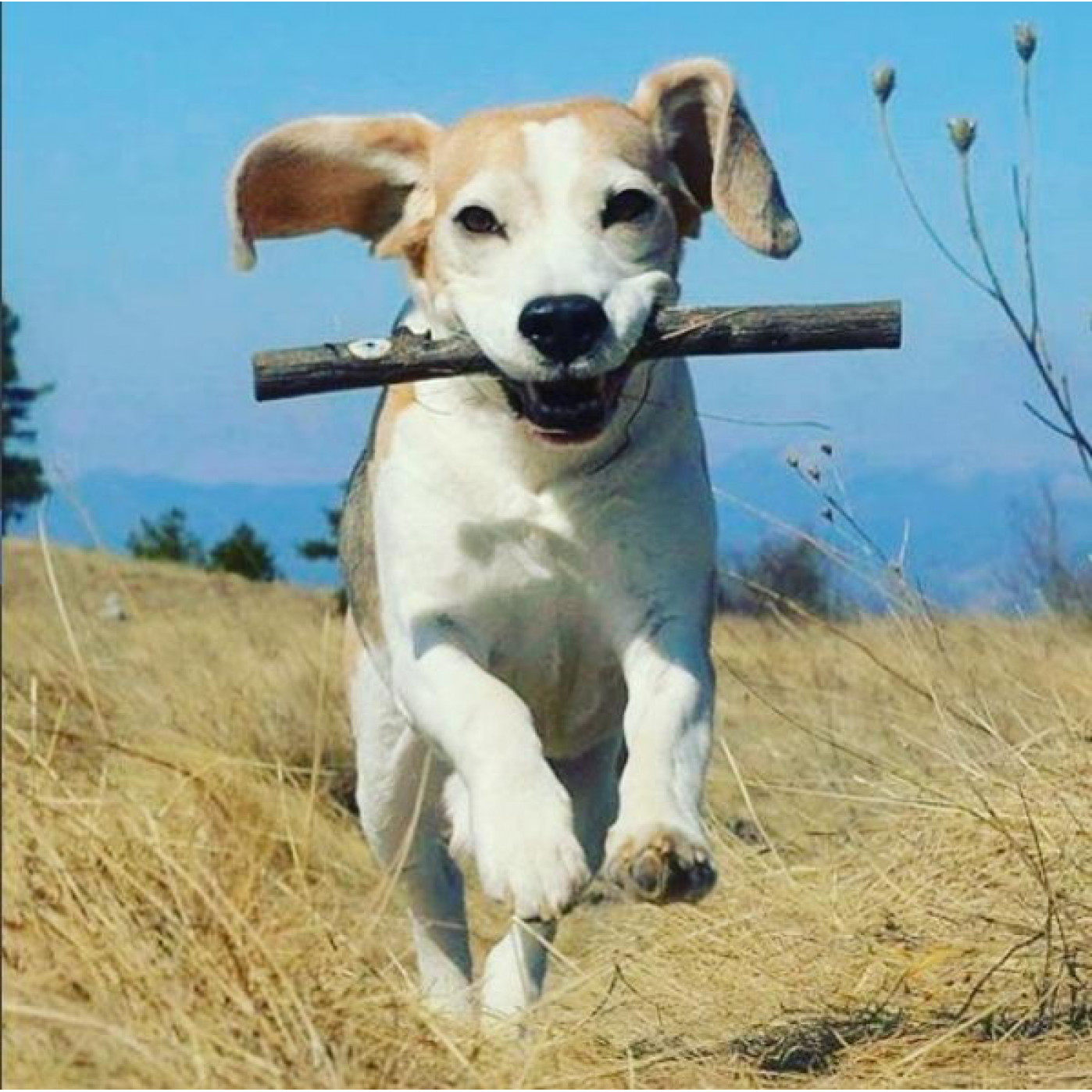 Игрушка для собак апортировочная Woody