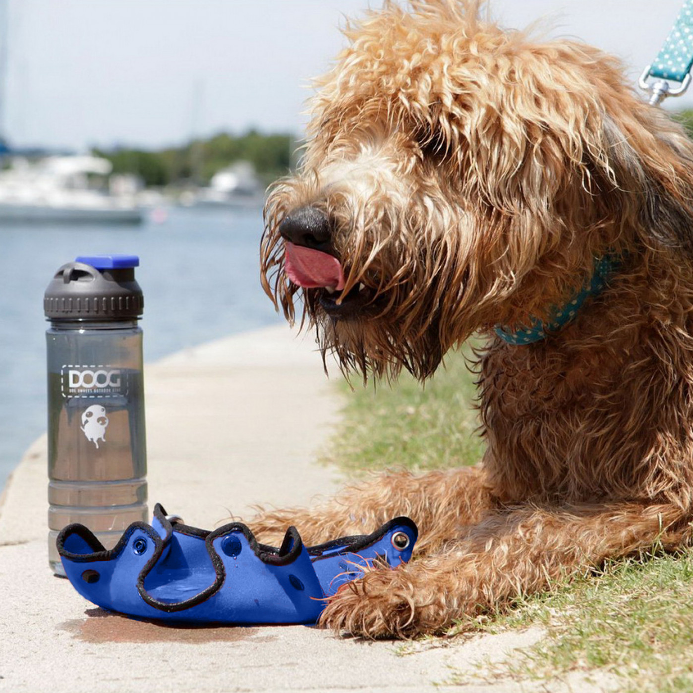 Дорожный комплект для собак миска и бутылка 600 мл синий