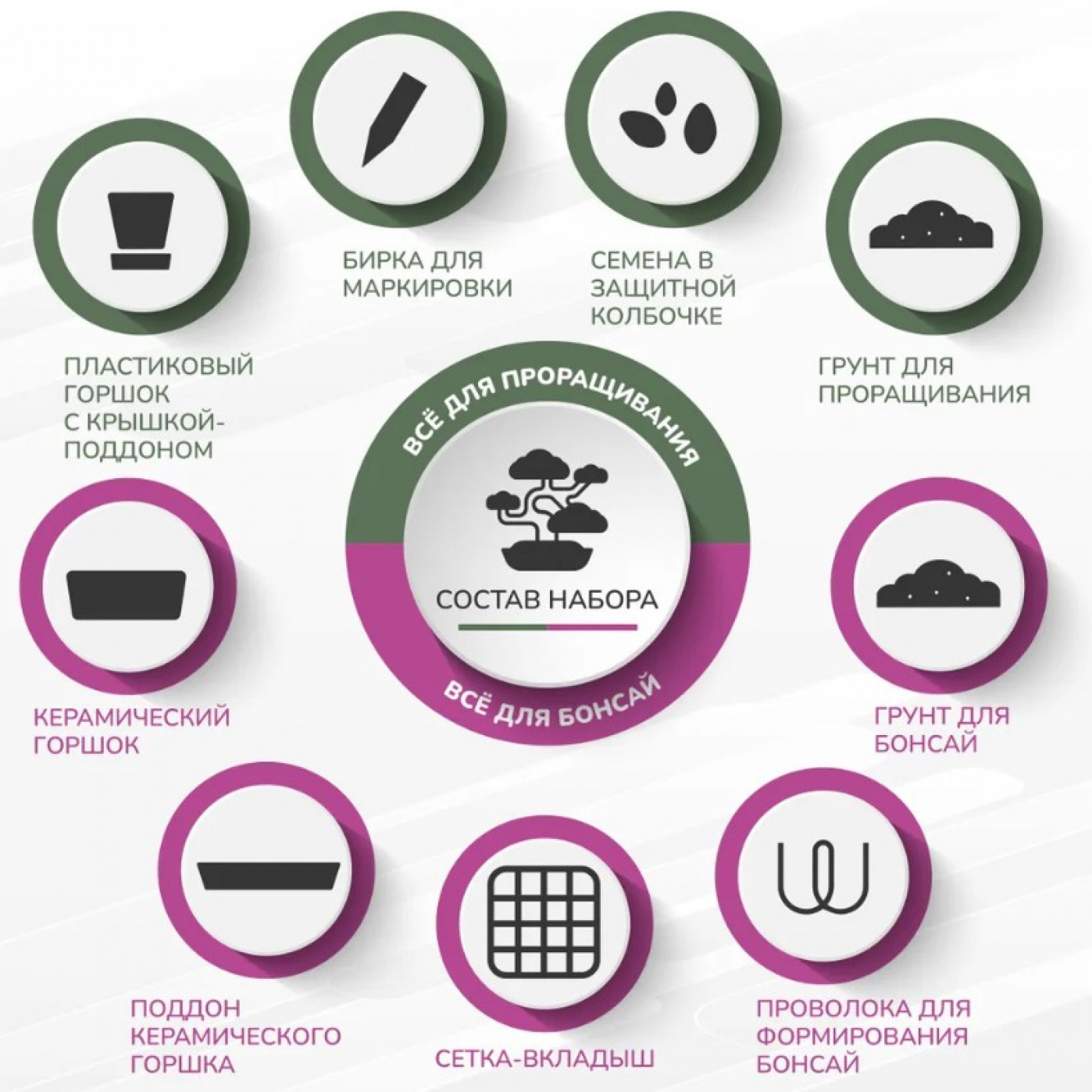 Большой набор для выращивания бонсай Жакаранда фиалковое дерево