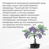 Большой набор для выращивания бонсай Жакаранда фиалковое дерево