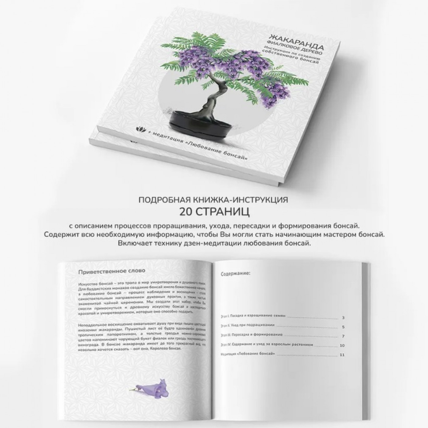 Большой набор для выращивания бонсай Жакаранда фиалковое дерево