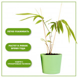 Набор для выращивания растений Тысяча листьев Бамбук