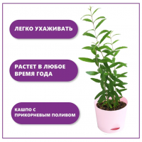 Набор для выращивания растений Тысяча листьев Гранат-2