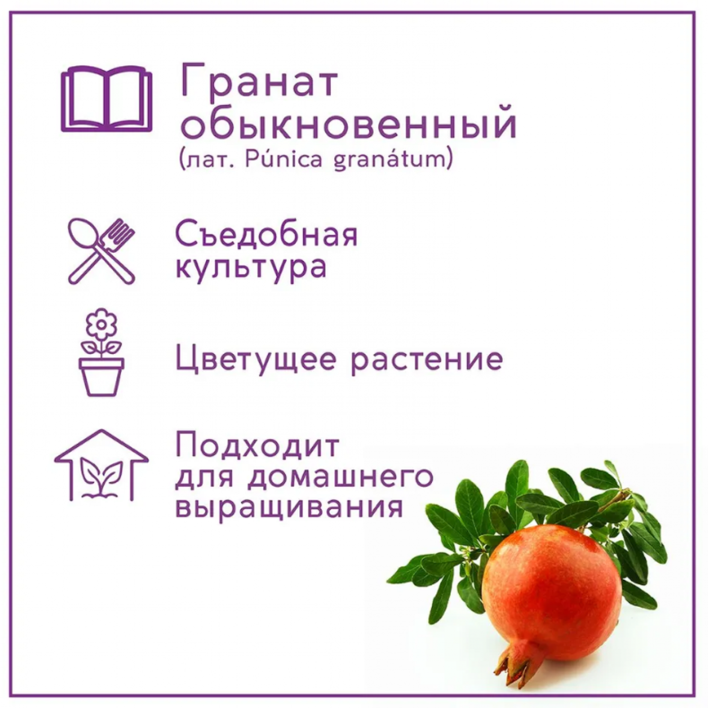 Набор для выращивания растений Тысяча листьев Гранат Набор для выращивания растений Тысяча листьев Гранат