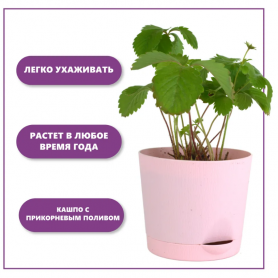 Набор для выращивания растений Тысяча листьев Земляника Али-Баба-2