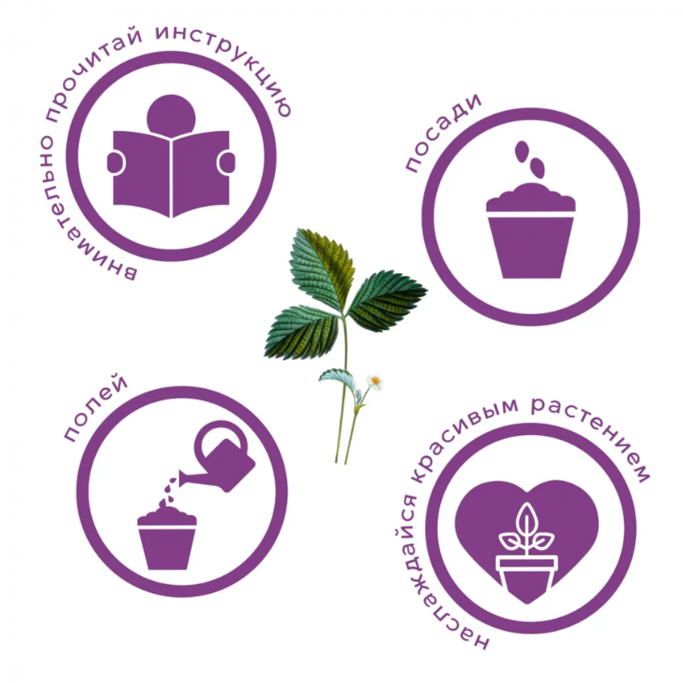 Набор для выращивания растений Тысяча листьев Земляника Али-Баба