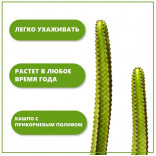 Набор для выращивания растений Тысяча листьев Кактусы
