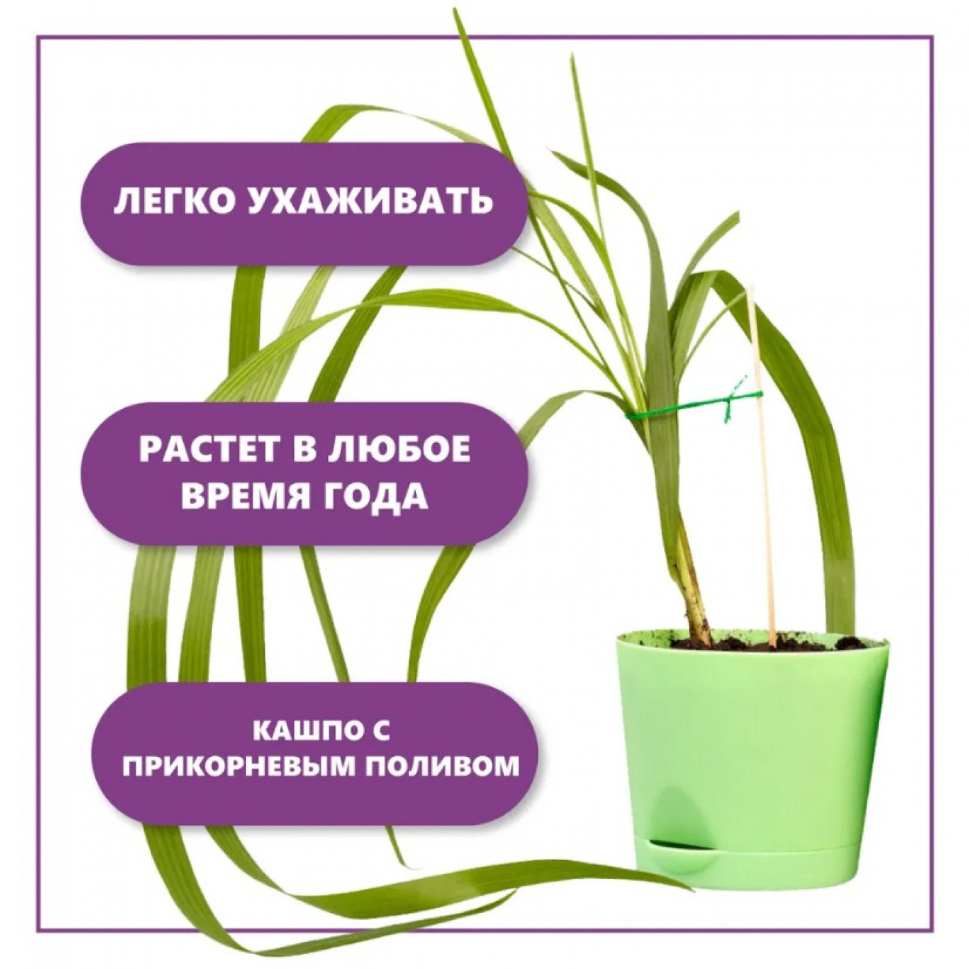 Набор для выращивания растений Тысяча листьев Пальма Вашингтония