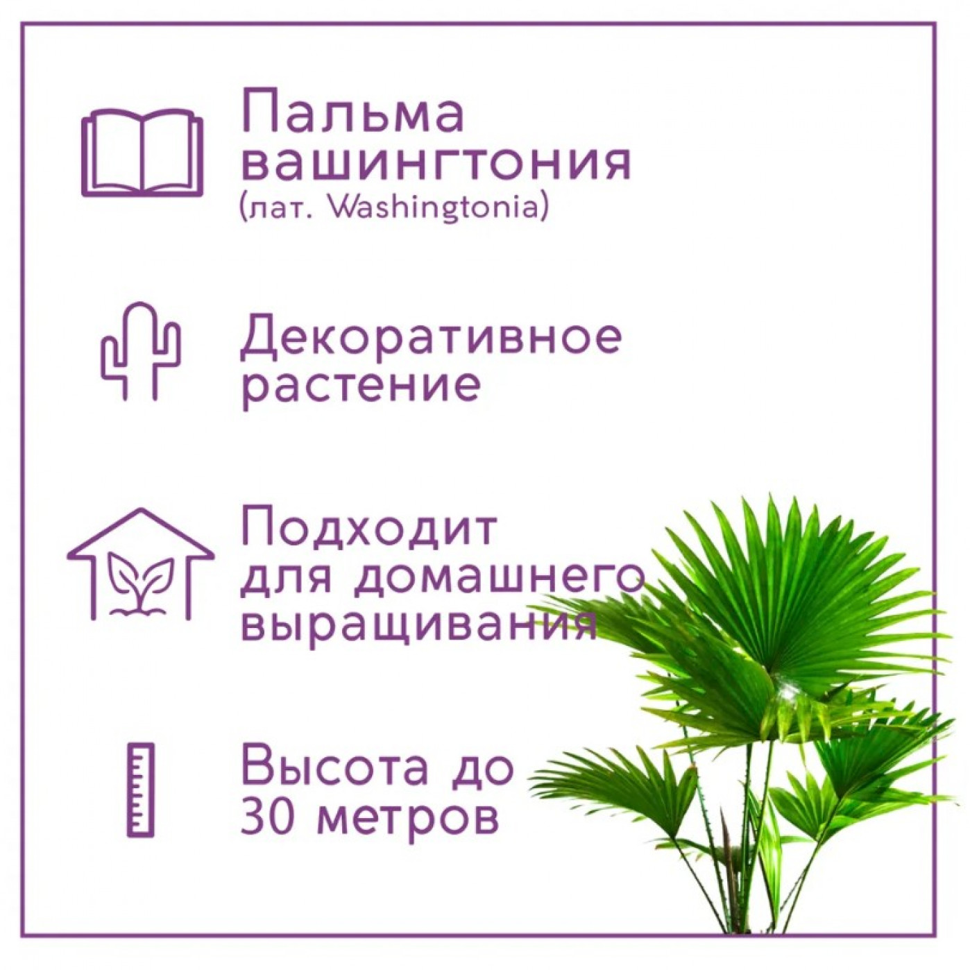Набор для выращивания растений Тысяча листьев Пальма Вашингтония