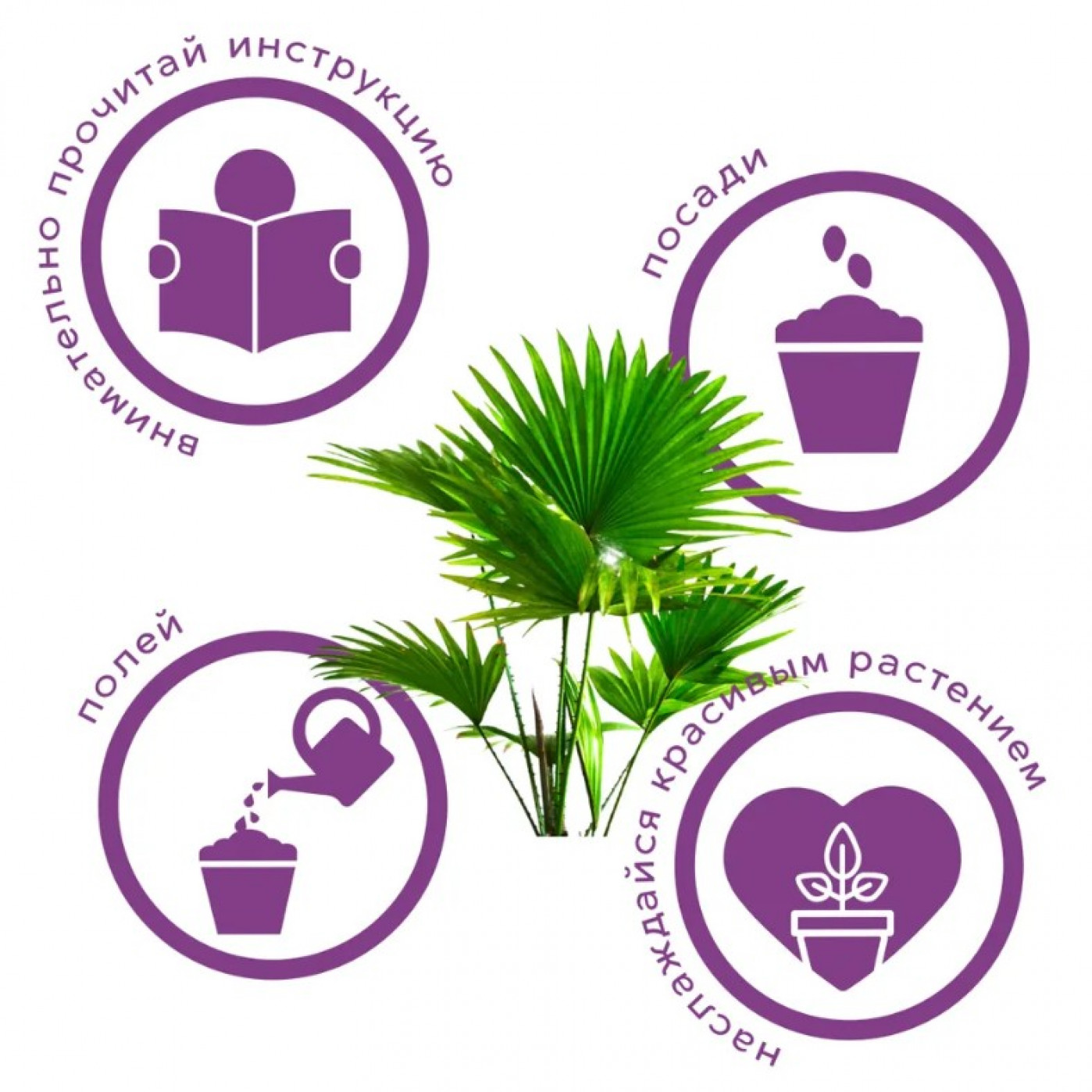 Набор для выращивания растений Тысяча листьев Пальма Вашингтония